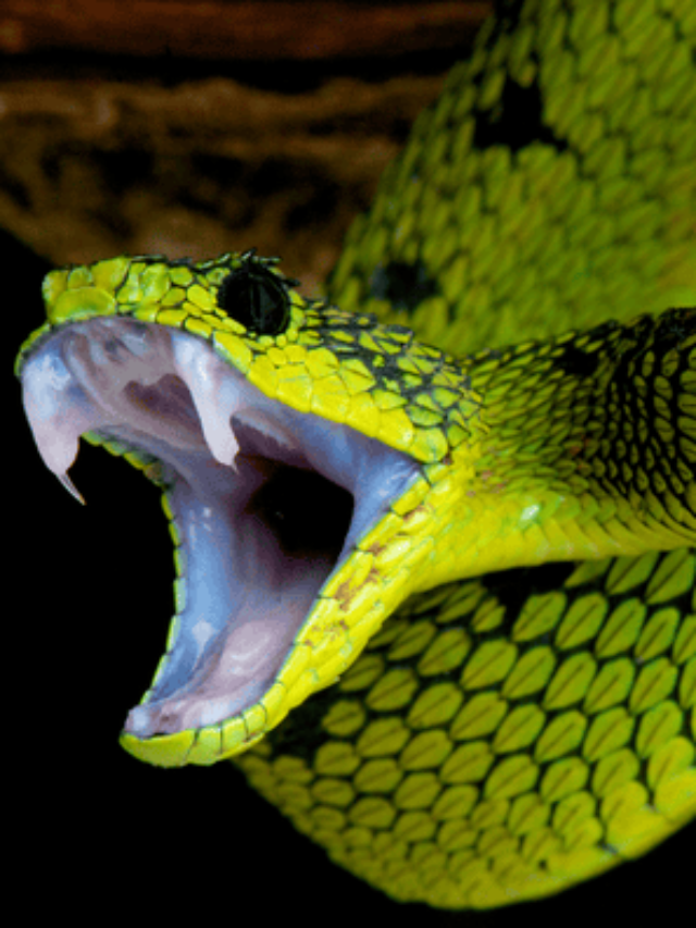 Sonhar com Cobras: O Que Isso Revela Sobre Você?