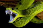 Sonhar com cobras — símbolo ancestral de transformação e sabedoria espiritual.